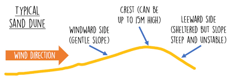 GCSE Geography | Landforms of deposition - sand dunes (Coastal ...