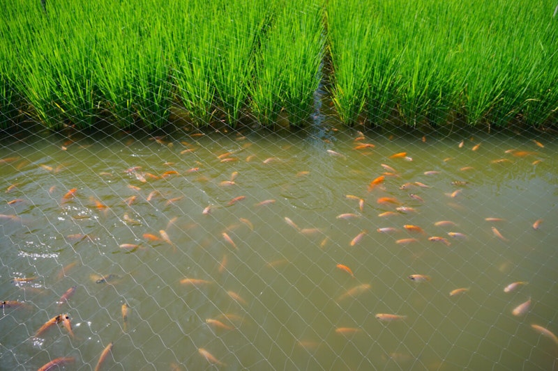 GCSE Geography | Sustainable agriculture - Jamalpur rice-fish farming ...