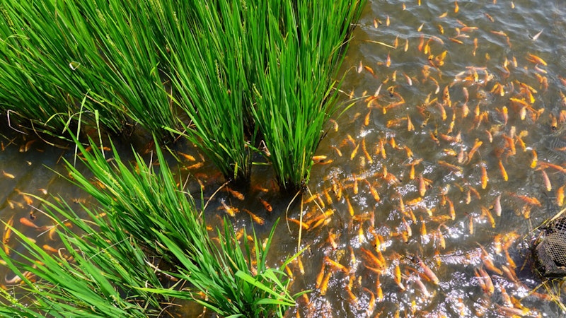 GCSE Geography | Sustainable agriculture - Jamalpur rice-fish farming ...