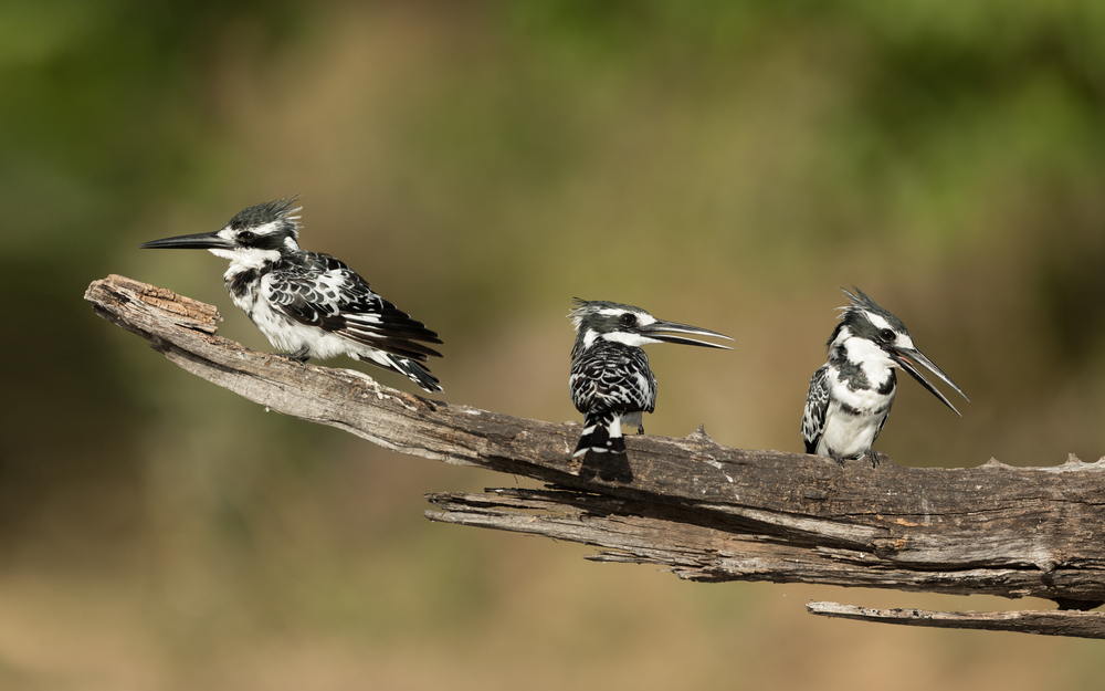 GCSE Geography | Reducing the development gap - tourism (Development ...