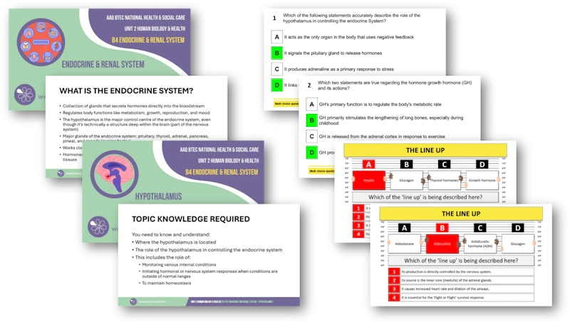 Hsc Interactive B4 The Endocrine and Renal System Topic PowerPoints and Interactive ...