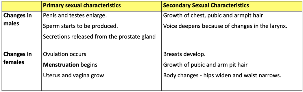 Physical Development in Adolescence 9 18 years Reference