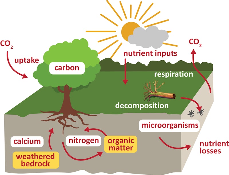 Ecosystem In Geography GCSE Geography | What is an ecosystem? (Ecosystems 1) | Reference ...