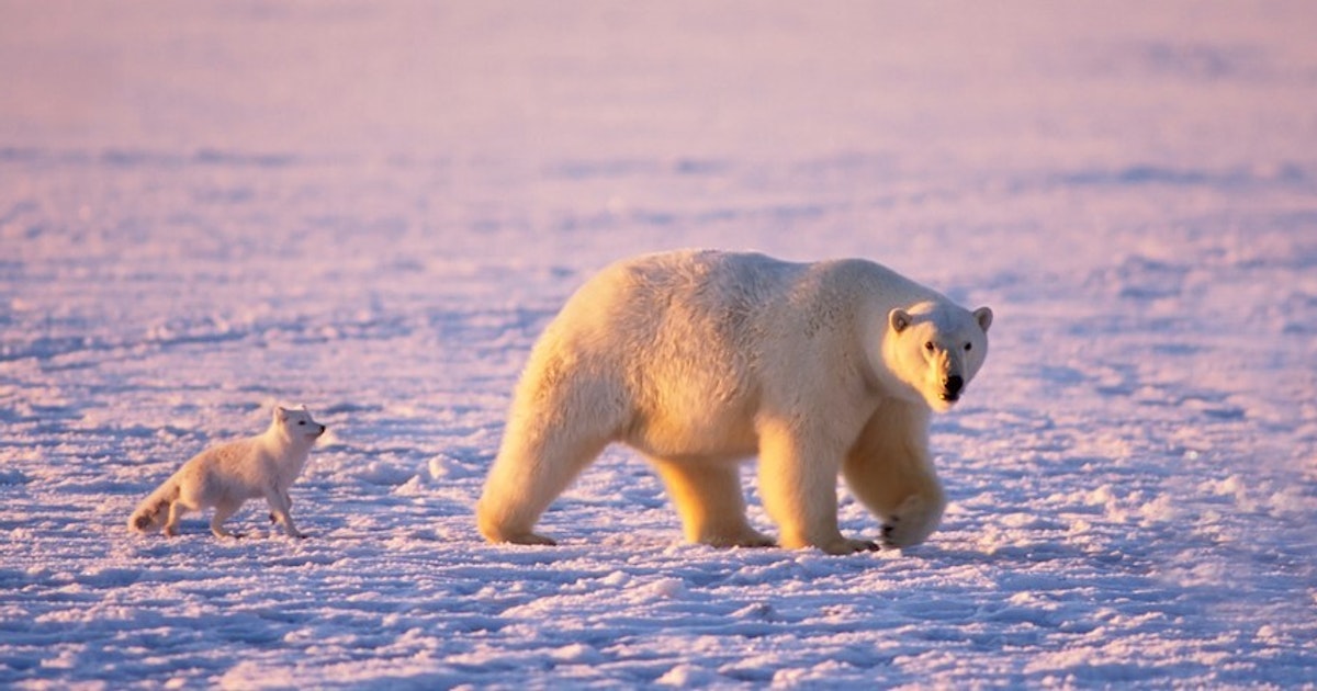 GCSE Geography | Management of cold environments (Cold environments 10 ...