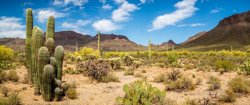 Adapting to Hot Deserts | AQA GCSE Geography | Hot Deserts 2 | Geography |  tutor2u