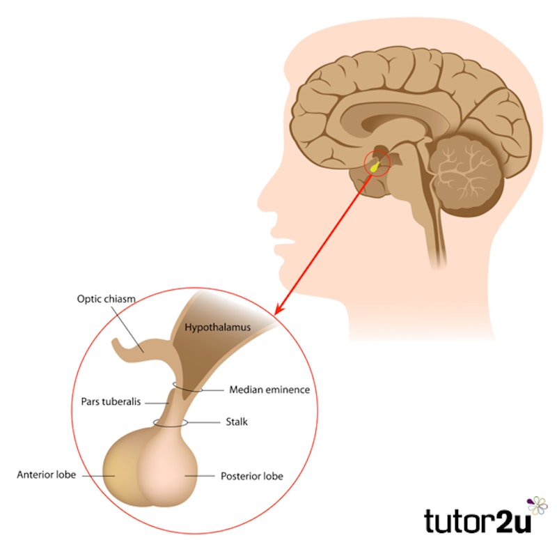 pituitary gland location and function