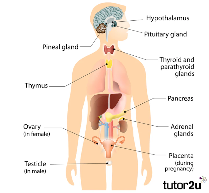 Endocrine System Basic Endocrine System Labeled Diagram