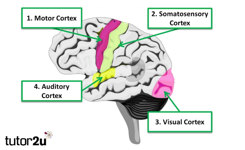 psychology brain map