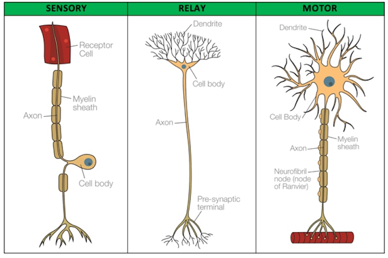 sensory neuron cell body