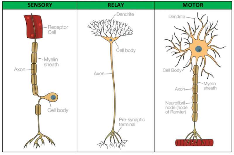 Biopsychology: Sensory, Relay and Motor Neurons | Reference Library | Psychology | tutor2u